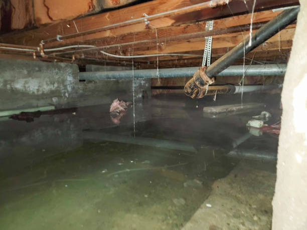 Best Local water damage restoration  in Bonita, CA